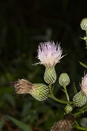 Cirsium nuttallii  #2